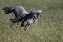 Blue crane (Grue de paradis) Etosha