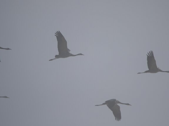 Grues cendrees