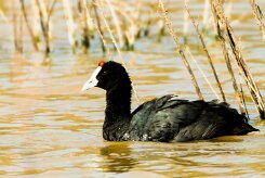 Red-knobbed Coot-(Foulque caronculée)_737A2827-2 null