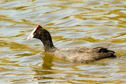 Red-knobbed Coot-(Foulque caronculée)_737A2916-2 null