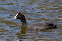 Red-knobbed Coot (Foulque caronculée) Du côté d'Omaruru