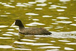 foulque_caronculee_01-2 null
