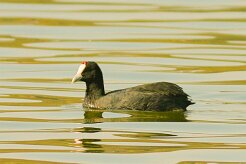 foulque_caronculee_02-2 null