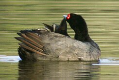 foulque_caronculee_05-2 null