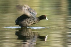 foulque_caronculee_08-2 null