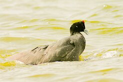 foulque_caronculee_09-2 null