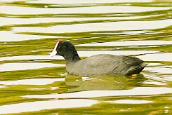 foulque_caronculee_12-2 null