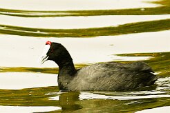 foulque_caronculee_14-2 null