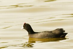 foulque_caronculee_15-2 null