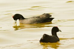 foulque_caronculee_16-2 null