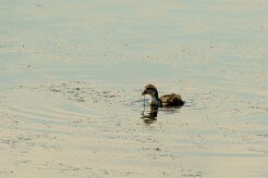 Foulque macroule_240604_5920-2 null
