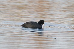 Foulque macroule_737A7803 null