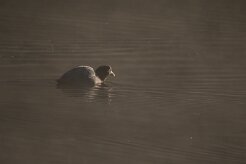 Foulque macroule_737A7882 null
