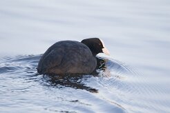 Foulque macroule_737A7890 null