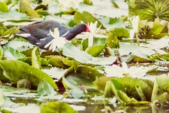 Gallineta americana (Gallinule d'Amérique)_231124_4341-2 null