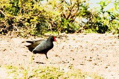 Common Moorhen (Gallinule poule-d'eau)_737A2708-2 null
