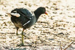Common Moorhen (Gallinule poule-d'eau)_737A2801-2 null