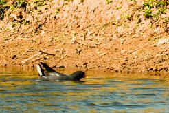 Common Moorhen (Gallinule poule-d'eau)_737A2917-2 null