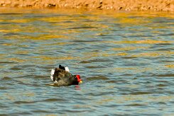 Common Moorhen (Gallinule poule-d'eau)_737A2918-2 null