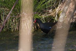 Gallimule poule d'eau_737A8133 null