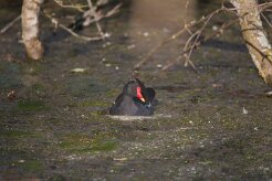 Gallimule poule d'eau_737A8135 null