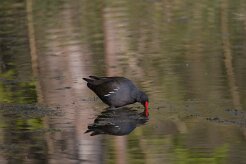Gallimule poule d'eau_737A8140 null