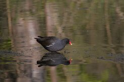 Gallimule poule d'eau_737A8141 null