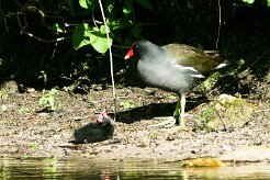 gallimule-poule_d_eau_01-2 null