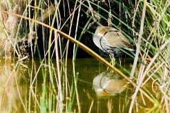 gallimule-poule_d_eau_05-2 null