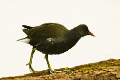 gallimule-poule_d_eau_13-2 null