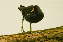 gallimule-poule_d_eau_14-2 null