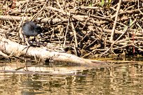 Black Crake (Râle à bec jaune) Du côté d'Omaruru