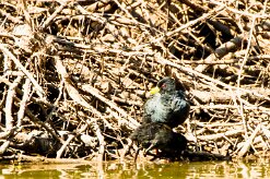 Black Crake (Râle à bec jaune)_737A3290-2 null