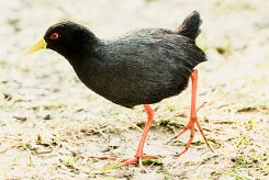 Black crake (Râle à bec jaune)_x737A3645-2 null