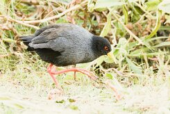 Black crake (Râle à bec jaune)_x737A3647-2 null