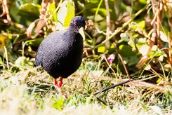 Black crake (Râle à bec jaune)_x737A3651-2 null