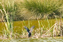 taleve_sultane_06-2 null