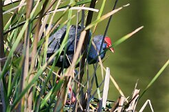 taleve_sultane_15-2 null