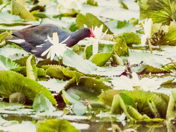 Gallinule d'Amérique