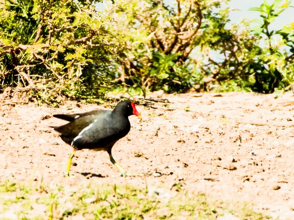 Gallinule poule d eau