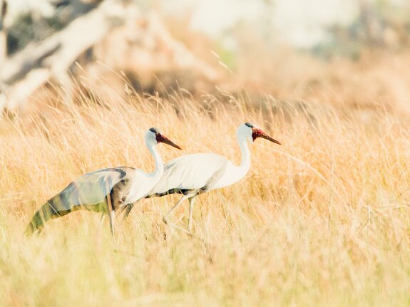 Gruidés (grues)