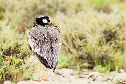 Northern Black Korhaan (Outarde à miroir blanc)_737A4898-2 null