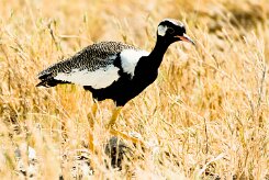 Northern Black Korhaan (Outarde à miroir blanc)_737A9712-2 null