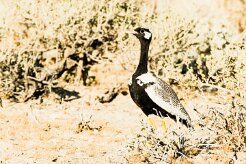 Northern black korhaan (Outarde à miroir blanc)-737A9537-2 null