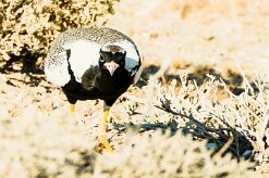 Northern black korhaan (Outarde à miroir blanc)-737A9538-2 null