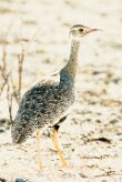 Northern black korhaan (Outarde à miroir blanc)-737A9658-2 null