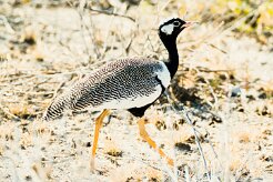 Northern black korhaan (Outarde à miroir blanc)-737A9685-2 null