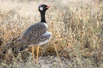 Northern black korhaan (Outarde à miroir blanc) Northern black korhaan (Outarde à miroir blanc)