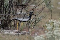 Northern black korhaan (Outarde à miroir blanc) Etosha