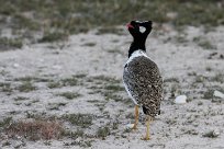 Northern black korhaan (Outarde à miroir blanc) Etosha